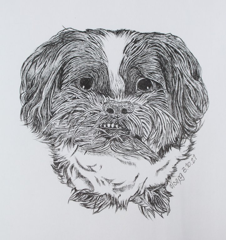 Shih Tzu