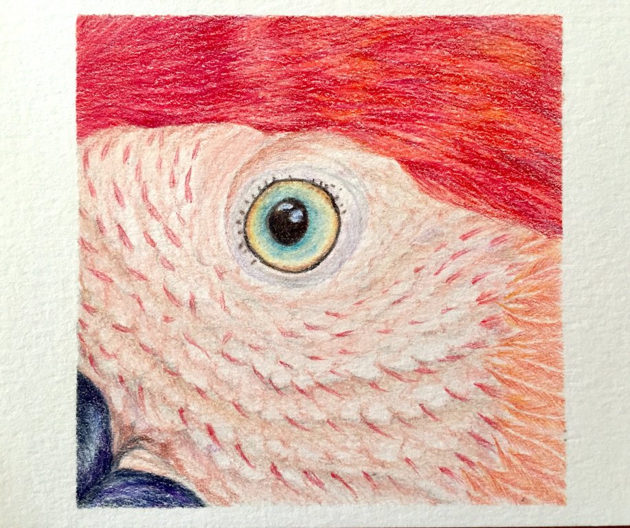 Macaw eye