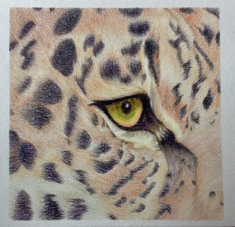 Leopard eye