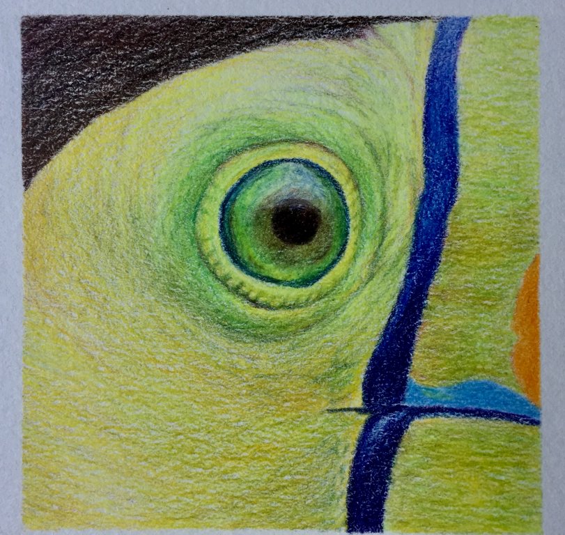 Toucan eye