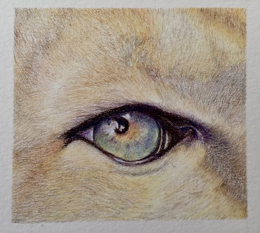 Puma eye